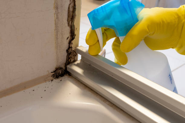 Best Fast Mold Removal  in Gordonsville, TN