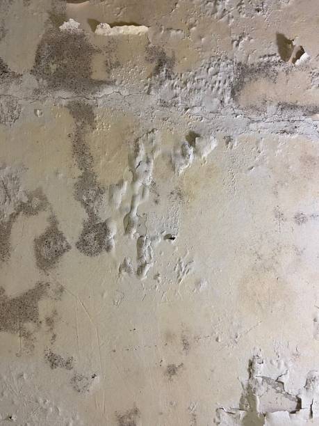 Best Attic Mold Removal  in Gordonsville, TN