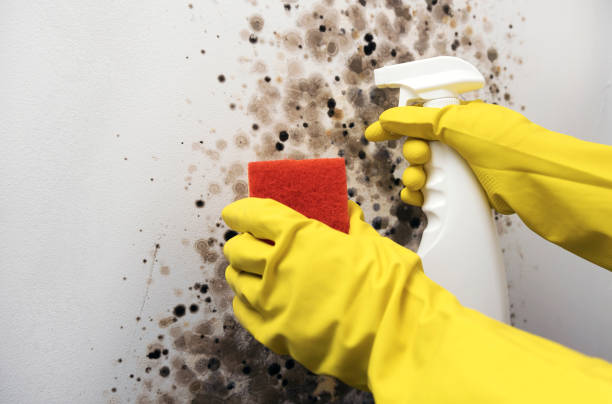 Best Certified Mold Removal  in Gordonsville, TN