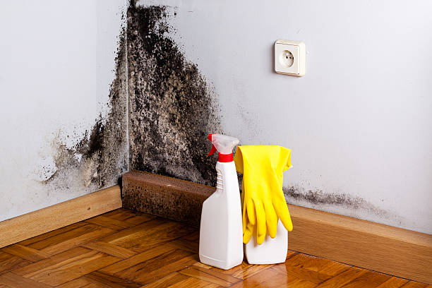 Best Attic Mold Removal  in Gordonsville, TN