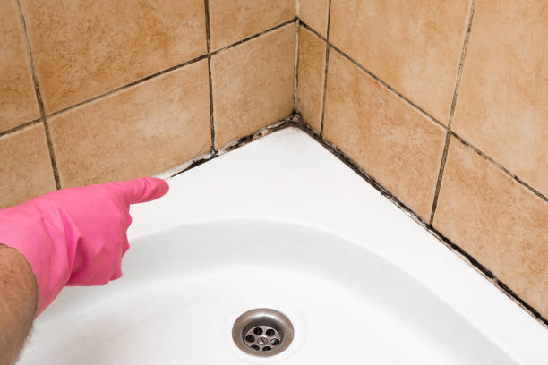 Best Office Mold Removal Services  in Gordonsville, TN